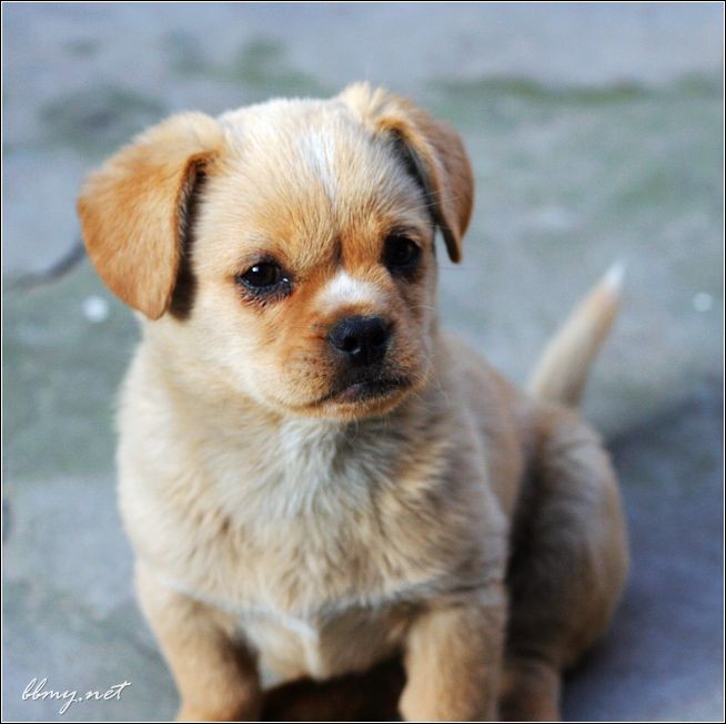 小小狗金东浩成长相册