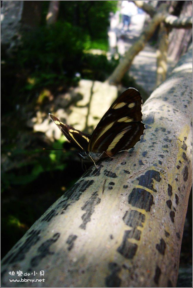 蝴蝶金东浩成长相册