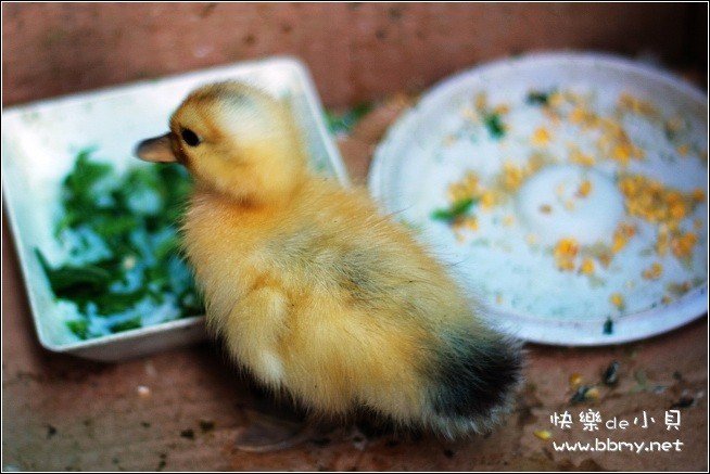 小鸭子金东浩成长相册