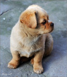 小小狗金东浩成长相册2