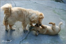 小小狗金东浩成长相册3