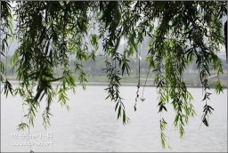 天鹅湖金东浩成长相册0