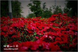 天鹅湖金东浩成长相册6