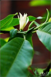 花金东浩成长相册0