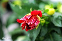 花金东浩成长相册1