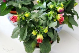 花金东浩成长相册2