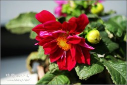 花金东浩成长相册3