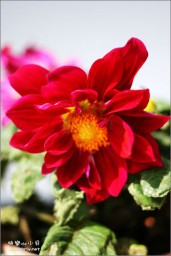 花金东浩成长相册4