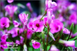 花金东浩成长相册5