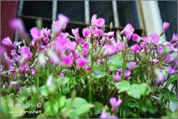 花金东浩成长相册6