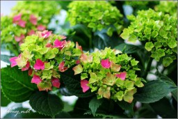 花金东浩成长相册7