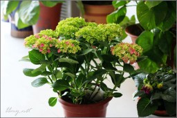 花金东浩成长相册8