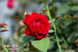 花金东浩成长相册10