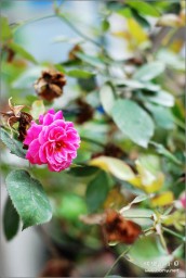 花金东浩成长相册11