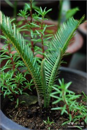 花金东浩成长相册12