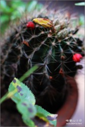 花金东浩成长相册13