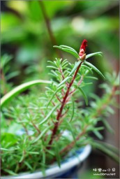 花金东浩成长相册14