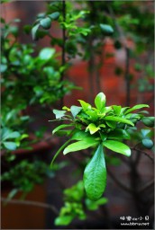 花金东浩成长相册15