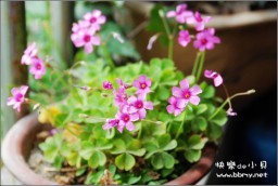 花金东浩成长相册17