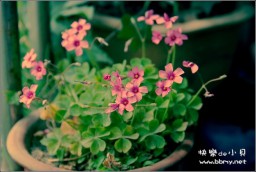 花金东浩成长相册18