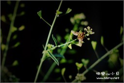 蜜蜂金东浩成长相册1