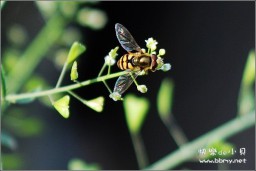 蜜蜂金东浩成长相册2