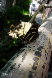 蝴蝶金东浩成长相册0