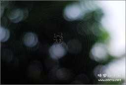 蜘蛛金东浩成长相册1