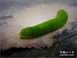 毛毛虫金东浩成长相册1