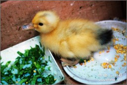 小鸭子金东浩成长相册2