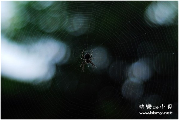 蜘蛛